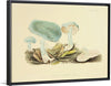 "Illustrations of British Mycology Plate 35 (1847-1855)", Anna Maria Hussey