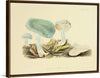 "Illustrations of British Mycology Plate 35 (1847-1855)", Anna Maria Hussey