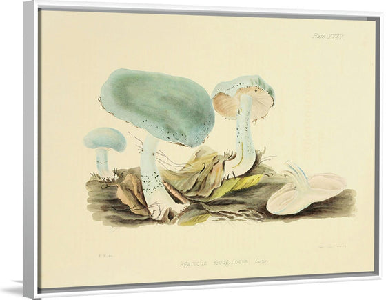 "Illustrations of British Mycology Plate 35 (1847-1855)", Anna Maria Hussey