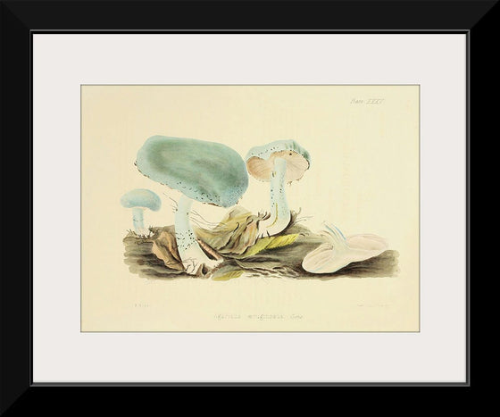 "Illustrations of British Mycology Plate 35 (1847-1855)", Anna Maria Hussey