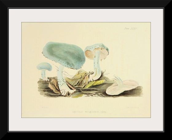 "Illustrations of British Mycology Plate 35 (1847-1855)", Anna Maria Hussey