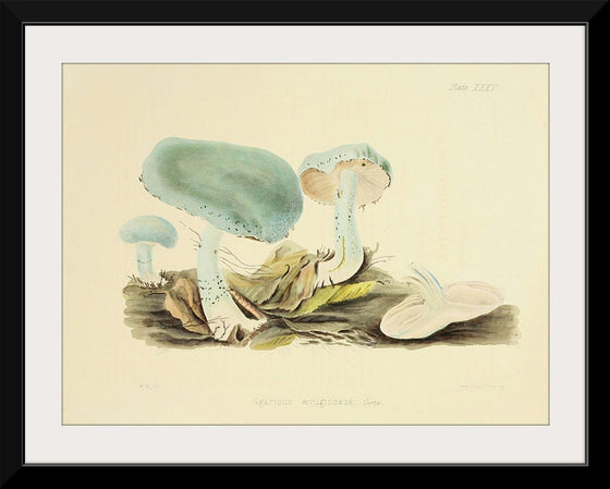 "Illustrations of British Mycology Plate 35 (1847-1855)", Anna Maria Hussey