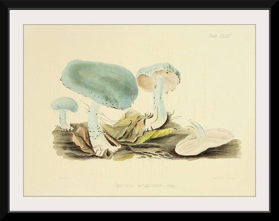 "Illustrations of British Mycology Plate 35 (1847-1855)", Anna Maria Hussey