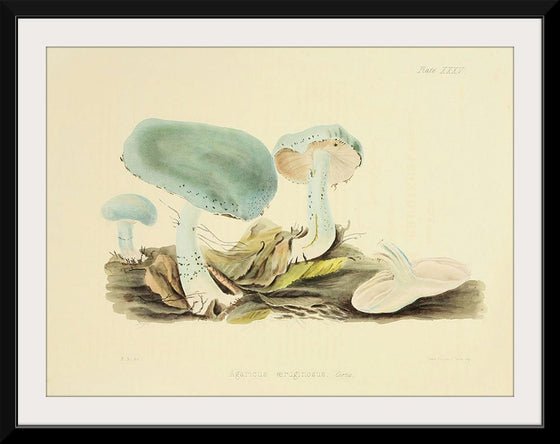 "Illustrations of British Mycology Plate 35 (1847-1855)", Anna Maria Hussey