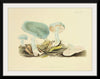 "Illustrations of British Mycology Plate 35 (1847-1855)", Anna Maria Hussey