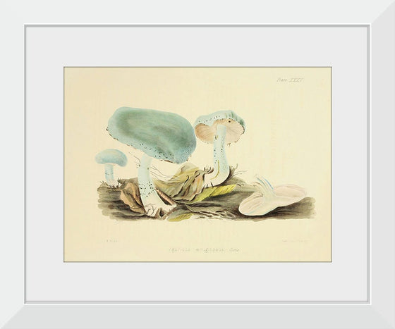 "Illustrations of British Mycology Plate 35 (1847-1855)", Anna Maria Hussey