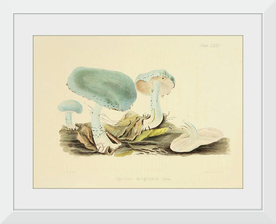 "Illustrations of British Mycology Plate 35 (1847-1855)", Anna Maria Hussey