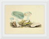 "Illustrations of British Mycology Plate 35 (1847-1855)", Anna Maria Hussey