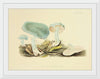 "Illustrations of British Mycology Plate 35 (1847-1855)", Anna Maria Hussey