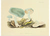 "Illustrations of British Mycology Plate 35 (1847-1855)", Anna Maria Hussey