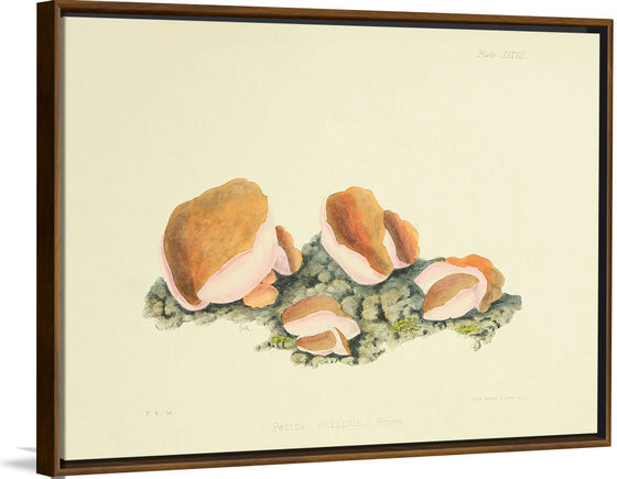 "Illustrations of British Mycology Plate 37 (1847-1855)", Anna Maria Hussey