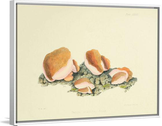 "Illustrations of British Mycology Plate 37 (1847-1855)", Anna Maria Hussey