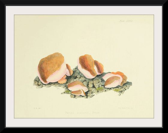 "Illustrations of British Mycology Plate 37 (1847-1855)", Anna Maria Hussey