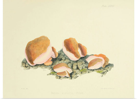 "Illustrations of British Mycology Plate 37 (1847-1855)", Anna Maria Hussey