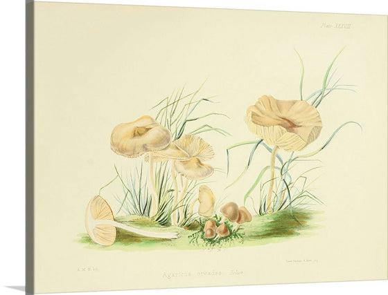 "Illustrations of British Mycology Plate 38 (1847-1855)", Anna Maria Hussey