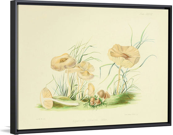 "Illustrations of British Mycology Plate 38 (1847-1855)", Anna Maria Hussey