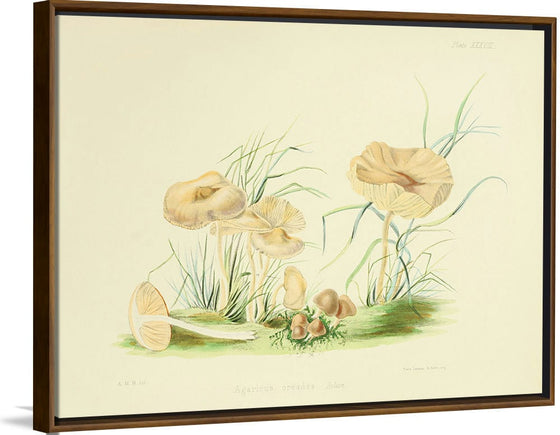 "Illustrations of British Mycology Plate 38 (1847-1855)", Anna Maria Hussey