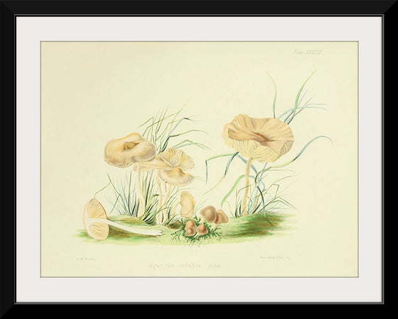 "Illustrations of British Mycology Plate 38 (1847-1855)", Anna Maria Hussey