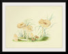 "Illustrations of British Mycology Plate 38 (1847-1855)", Anna Maria Hussey