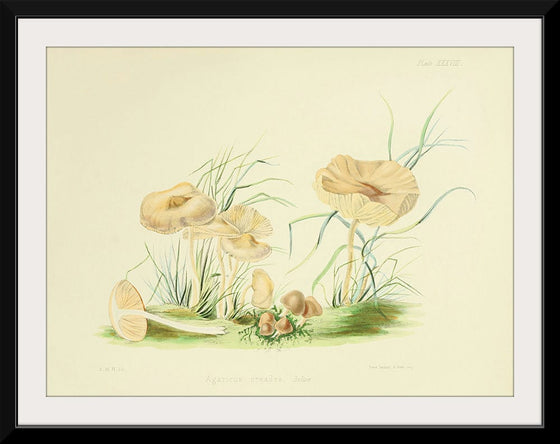 "Illustrations of British Mycology Plate 38 (1847-1855)", Anna Maria Hussey