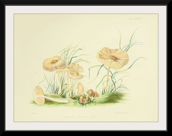 "Illustrations of British Mycology Plate 38 (1847-1855)", Anna Maria Hussey