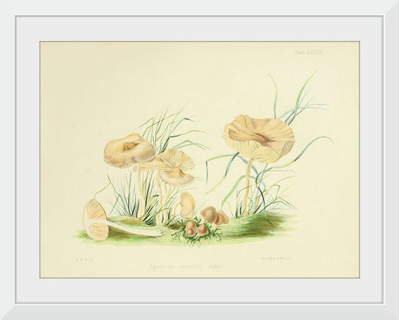 "Illustrations of British Mycology Plate 38 (1847-1855)", Anna Maria Hussey