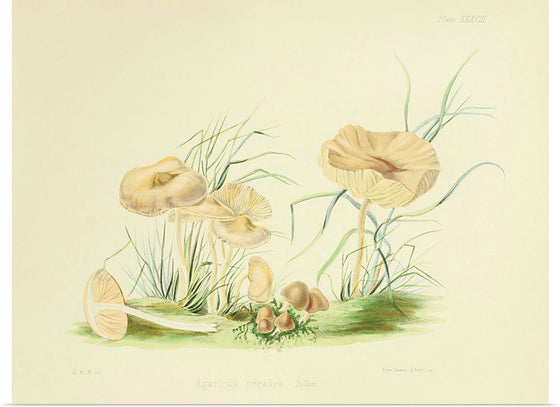 "Illustrations of British Mycology Plate 38 (1847-1855)", Anna Maria Hussey