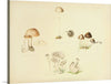 "Illustrations of British Mycology Plate 39 (1847-1855)", Anna Maria Hussey