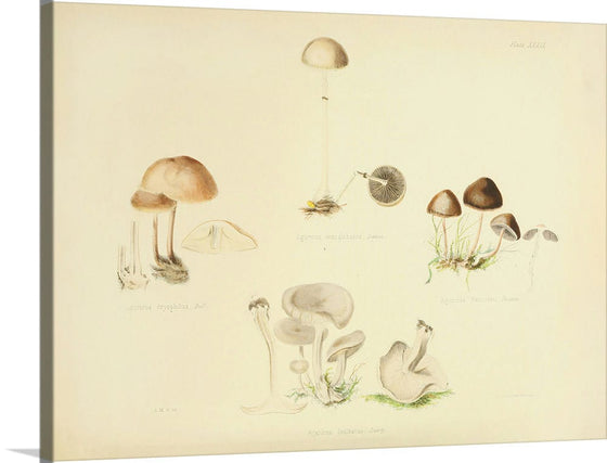 "Illustrations of British Mycology Plate 39 (1847-1855)", Anna Maria Hussey