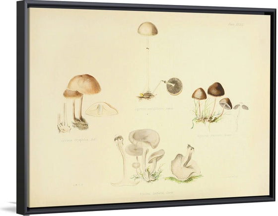 "Illustrations of British Mycology Plate 39 (1847-1855)", Anna Maria Hussey