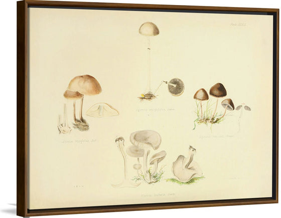 "Illustrations of British Mycology Plate 39 (1847-1855)", Anna Maria Hussey