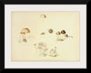 "Illustrations of British Mycology Plate 39 (1847-1855)", Anna Maria Hussey