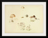 "Illustrations of British Mycology Plate 39 (1847-1855)", Anna Maria Hussey