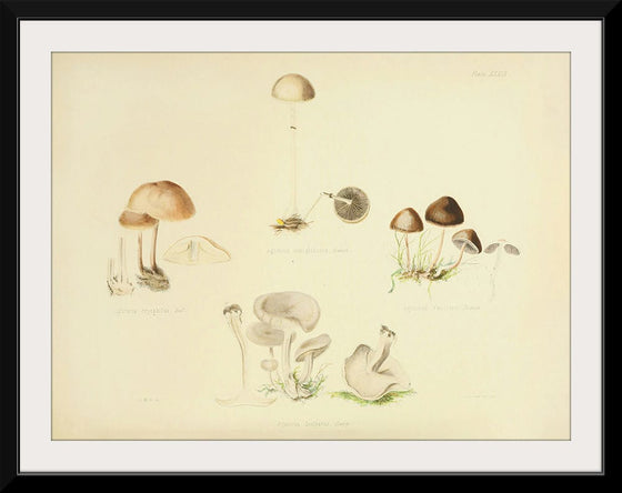 "Illustrations of British Mycology Plate 39 (1847-1855)", Anna Maria Hussey