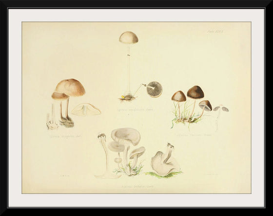 "Illustrations of British Mycology Plate 39 (1847-1855)", Anna Maria Hussey