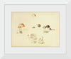 "Illustrations of British Mycology Plate 39 (1847-1855)", Anna Maria Hussey