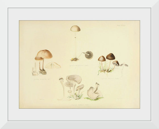 "Illustrations of British Mycology Plate 39 (1847-1855)", Anna Maria Hussey