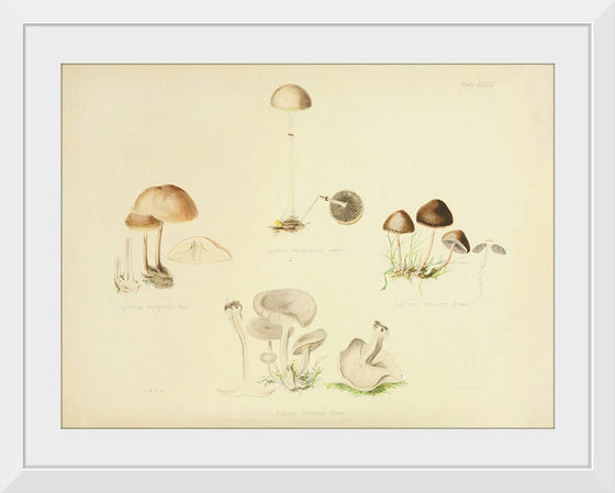 "Illustrations of British Mycology Plate 39 (1847-1855)", Anna Maria Hussey