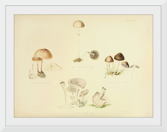 "Illustrations of British Mycology Plate 39 (1847-1855)", Anna Maria Hussey