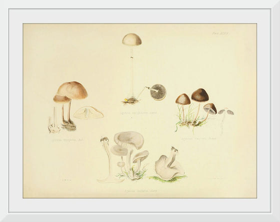 "Illustrations of British Mycology Plate 39 (1847-1855)", Anna Maria Hussey