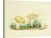 "Illustrations of British Mycology Plate 40 (1847-1855)", Anna Maria Hussey