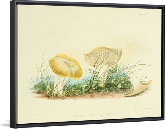 "Illustrations of British Mycology Plate 40 (1847-1855)", Anna Maria Hussey