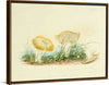 "Illustrations of British Mycology Plate 40 (1847-1855)", Anna Maria Hussey