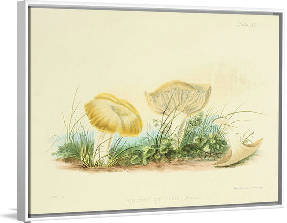 "Illustrations of British Mycology Plate 40 (1847-1855)", Anna Maria Hussey