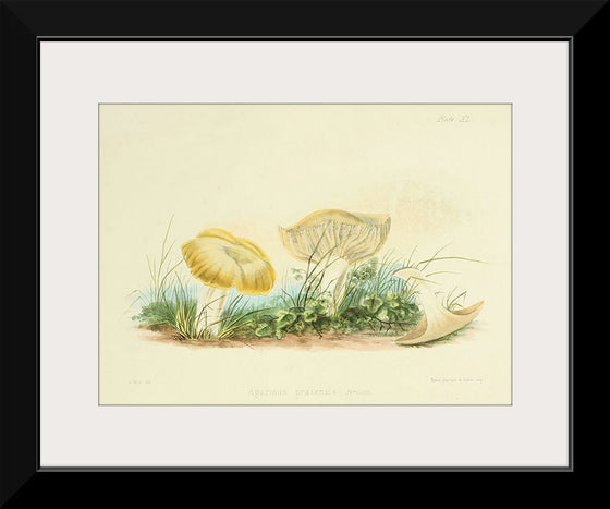 "Illustrations of British Mycology Plate 40 (1847-1855)", Anna Maria Hussey