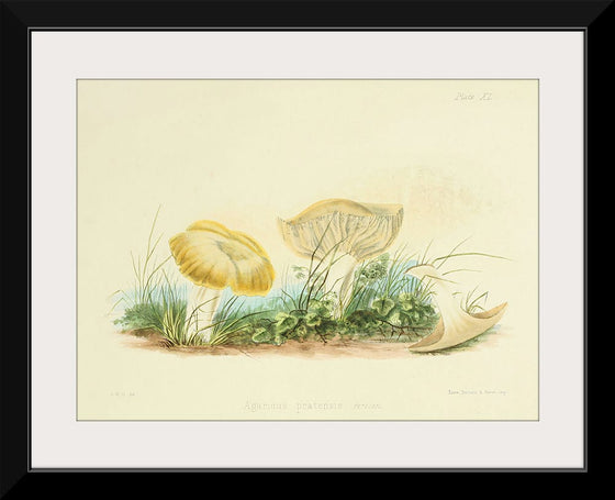 "Illustrations of British Mycology Plate 40 (1847-1855)", Anna Maria Hussey