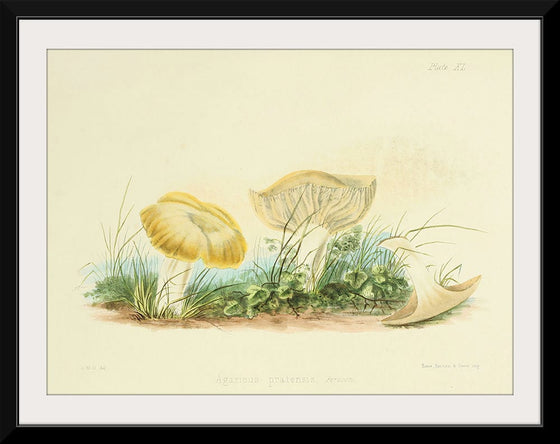 "Illustrations of British Mycology Plate 40 (1847-1855)", Anna Maria Hussey