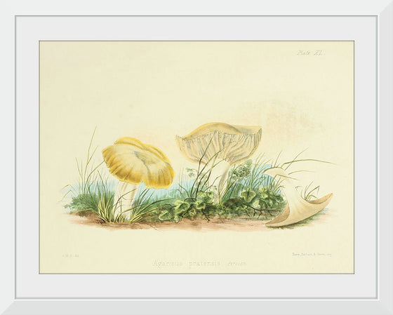 "Illustrations of British Mycology Plate 40 (1847-1855)", Anna Maria Hussey