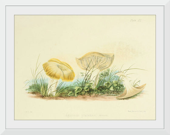 "Illustrations of British Mycology Plate 40 (1847-1855)", Anna Maria Hussey