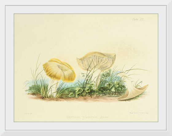 "Illustrations of British Mycology Plate 40 (1847-1855)", Anna Maria Hussey